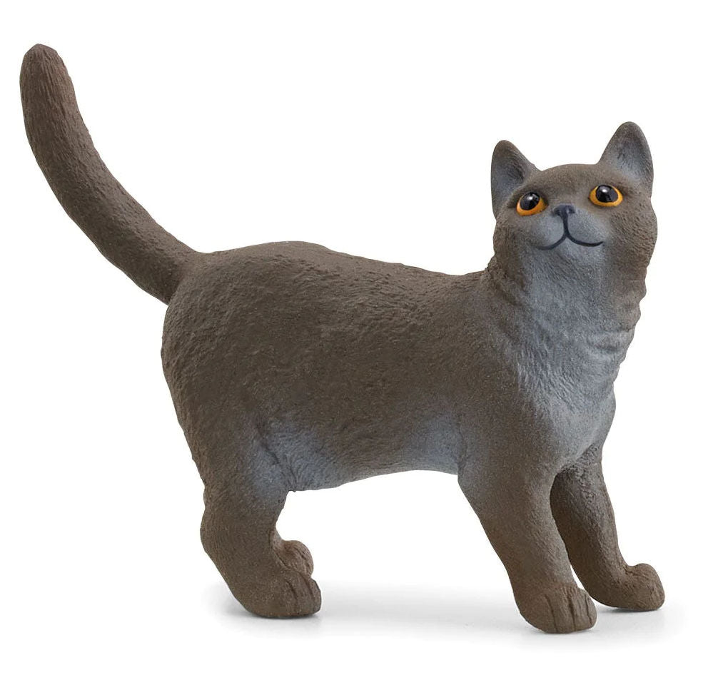 #13973S British Shorthair Cat