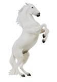 #B-TR-10667 1/9 Pluto Gravita - Lipizzan