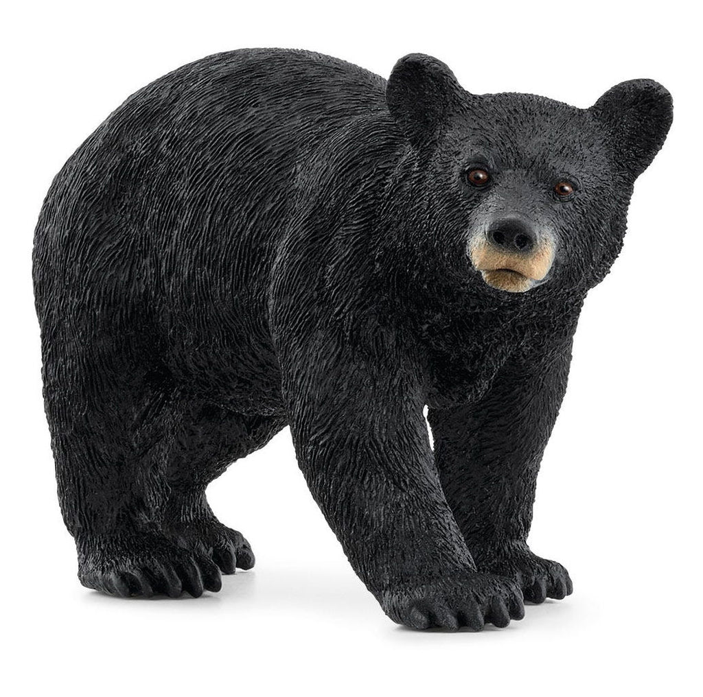 #14869S American Black Bear