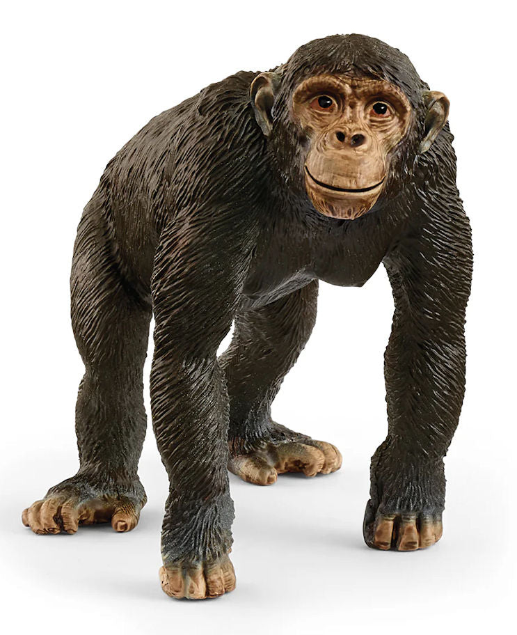 #14883S Chimpanzee