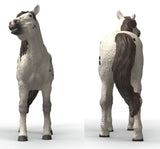 #14916S Knabstrupper Gelding