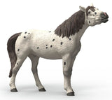 #14916S Knabstrupper Gelding