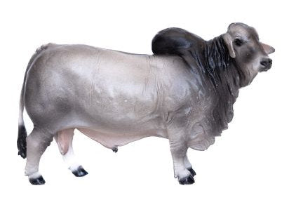 #500253 1/16 Gray Brahma Bull