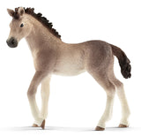 #13822 Andalusian Foal