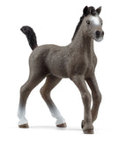 #13957S Selle Francais Foal