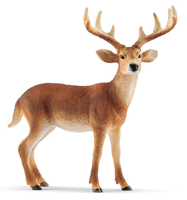 #14818 White-Tailed Buck