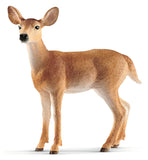 #14819 White-Tailed Doe