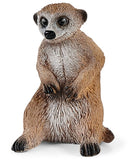 #42595 Meerkat Hangout